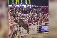 Bò tót vượt rào, húc vào đám đông giữa sự kiện 