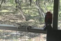 Thời tiết quá oi bức, sóc nhỏ tuyệt vọng phải tìm đến nhà dân để "hưởng ké" quạt mát và cái kết mỹ mãn