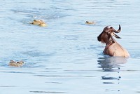 Màn tẩu thoát kỳ diệu của linh dương đầu bò trước sự tấn công của 3 con cá sấu châu Phi