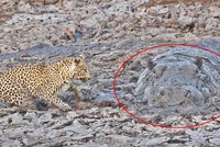 Đang đi săn báo hoa mai bất ngờ chạm trán "quái thú" trong vũng bùn