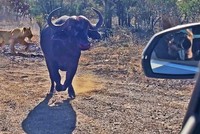 Bị đàn sư tử truy sát, trâu rừng châu Phi hoảng loạn đâm nát đầu xe Audi của du khách