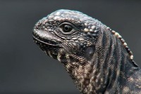 Cuộc chiến sinh tồn nghẹt thở của cự đà biển giữa muôn trùng hiểm nguy từ kẻ thù 