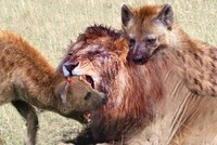 Đang mải mê tận hưởng con mồi, linh cẩu bất ngờ bị sư tử giáng đòn trừng phạt khủng khiếp