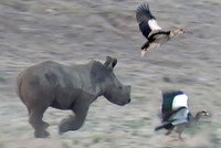 Ai ngờ những chiến binh tê giác lại có ngày đi "đuổi chim, bắt bướm"