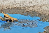 Màn trình diễn "mukbang" độc đáo của báo hoa mai