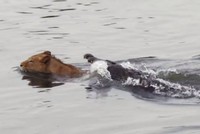 Tử chiến trên sông Sabie: Khi chúa tể đồng cỏ gặp hung thần sông nước