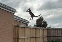 Tuyệt đỉnh kangaroo: Cú nhảy thăng thiên khiến người xem phải "há hốc miệng" kinh ngạc