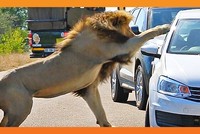 Ranh giới mong manh vừa trải nghiệm và nguy hiểm: Khi Vua sư tử nổi giận