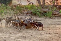 Sư tử xóa sổ toàn bộ "chiến lợi phẩm" của đàn chó hoang