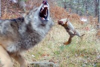 Màn đối đầu ngoạn mục: Sóc đỏ thách thức sói 