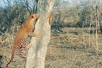 Sóc nhỏ ranh mãnh biến báo đốm thành "một trò cười" 