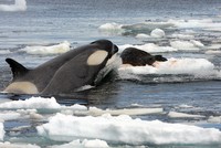 Bá chủ đại dương: Bí mật đằng sau sức mạnh của cá voi sát thủ