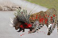 Khi vua săn mồi gặp bậc thầy phòng thủ