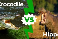 Hà mã đối đầu cá sấu khổng lồ để cứu con