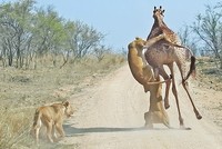 Màn săn mồi kinh điển của Vua sư tử