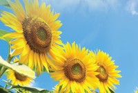 Phát triển bền vững là yêu cầu xuyên suốt của quá trình phát triển đất nước (*)