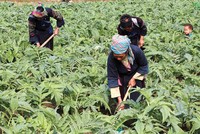 Vùng trồng actiso đạt chuẩn GACP-WHO của Traphaco tại Sapa, Lào Cai