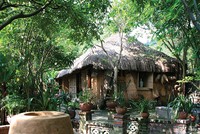 Cây Mộc hương góc đền