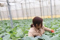 Xuất khẩu rau quả: Kỳ vọng nối dài kỳ tích