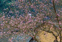 Xanh vì xu thế, xanh vì nhân văn