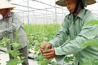 Đồng vốn LienVietPostBank góp phần thay đổi ngành nông nghiệp Việt Nam từ sản xuất truyền thống sang nông nghiệp công nghệ cao