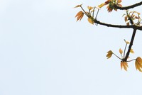 Hái lộc… chẳng bằng trồng cây