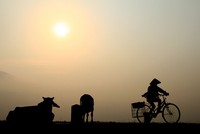  Ảnh: Thành Nguyễn