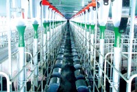 Khung cảnh bên trong trang trại nuôi heo của Mavin.