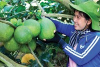 Mọi người dân đều được tiếp cận với dịch vụ tài chính và an sinh xã hội là mục tiêu của tài chính toàn diện