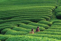 Cho vay vùng sâu, vùng xa: Những câu chuyện từ thực tế