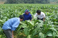 Vinataba muốn thoái toàn bộ hơn 13% vốn tại VTJ