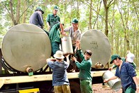 6 tháng, Cao Su Bà Rịa (BRR) lãi ròng gần 30 tỷ đồng, hoàn thành 60% kế hoạch