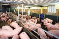 9 tháng, Chăn nuôi Mitraco (MLS) lỗ ròng 33,7 tỷ đồng