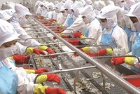 "Vua tôm" Minh Phú cũng dễ bị... tổn thương