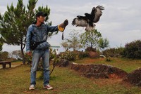 Nguyễn Văn Thái đang biểu diễn với chú chim đại bàng đã qua huấn luyện. Ảnh: Quốc Dũng