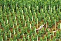 Hoàng Anh Gia Lai liên tục bị thu hồi dự án