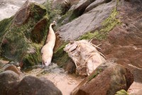 Cá chết ở ven 4 tỉnh miền Trung. Ảnh: Đức Hùng.