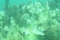  San hô ở khu vực hòn Sơn Chà (Thừa Thiên Huế) chết trắng do chất độc từ công ty Formosa thải ra môi trường biển. Ảnh: VAST.