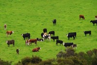 Australia dùng robot chăn bò