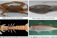  154 loại hải sản miền Trung khuyến cáo không nên ăn