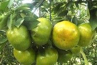  Thoát nghèo nhờ trồng quýt sạch