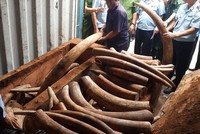  Lô ngà voi ước tính trị giá hàng trăm tỷ đồng. Ảnh: Quốc Thắng. (Ảnh: Vnexpress)