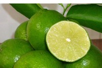 'Nữ hoàng' chanh không hạt miền Tây