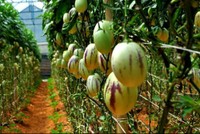 Loại dưa này đang được nhiều khách ưa chuộng và thích thú vì hình dạng khá lạ.

Chủ cửa hàng ở quận Tân Phú cho biết, ngay lúc đầu khi nhập loại này về đã không đủ để bán. Tới nay, nếu khách mua vài kg thì có ngay, nhưng mua với số lượng lớn thì phải đặt mới có. Giá cả tùy từng thời điểm, dao động từ 120.000 đến 200.000 đồng một kg.