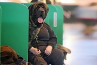 Những bức ảnh ngộ nghĩnh nhờ chụp đúng thời điểm