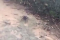 Nhện khổng lồ khiến du khách hoảng sợ