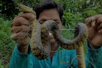 Giăng lưới bắt rắn ở Đồng Tháp Mười