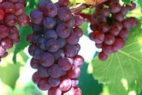 Nho nguyên chùm, dưa lưới sấy khô hút khách mùa Tết