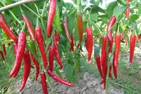 Mưa kéo dài khiến ớt bị hư hỏng nặng nên giá tăng cao. Ảnh minh họa.