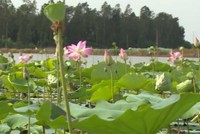 Thu hoạch sen ở vùng Bảy Núi - An Giang